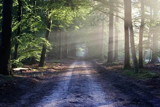Navigating the Path to a Legal Career: Key Insights